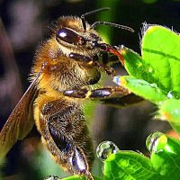 Пчёлка пьёт росу. :: оля san-alondra