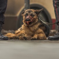 на страже порядка :: Константин Шумский