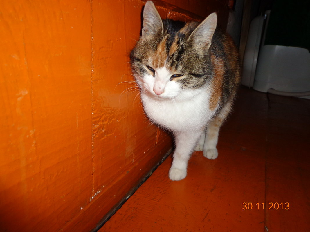 Барсик мой любимый котенок Республика Башкортостан - Виктория 