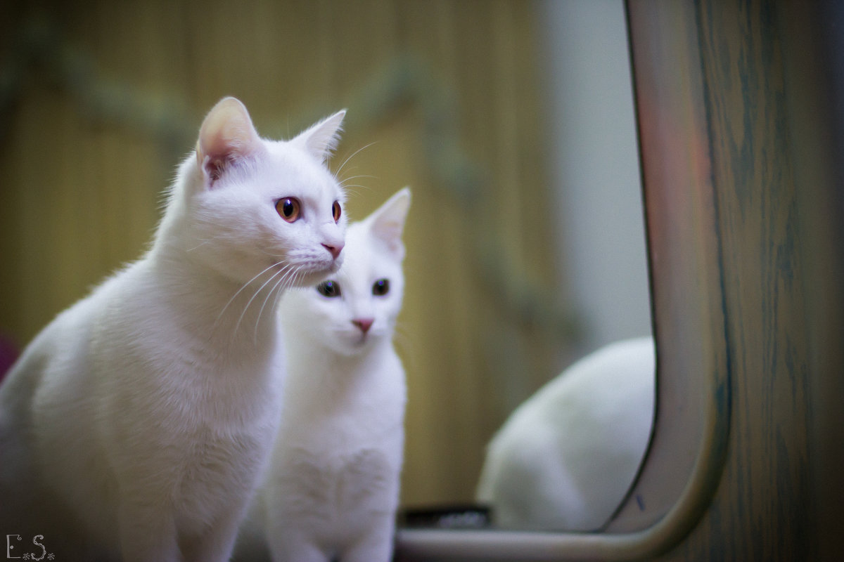 кошки и зеркало - Lis Sma