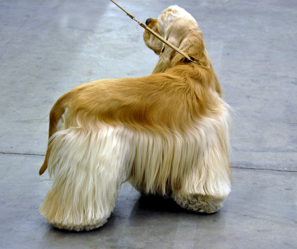 На выставке собак - dizelma Бак