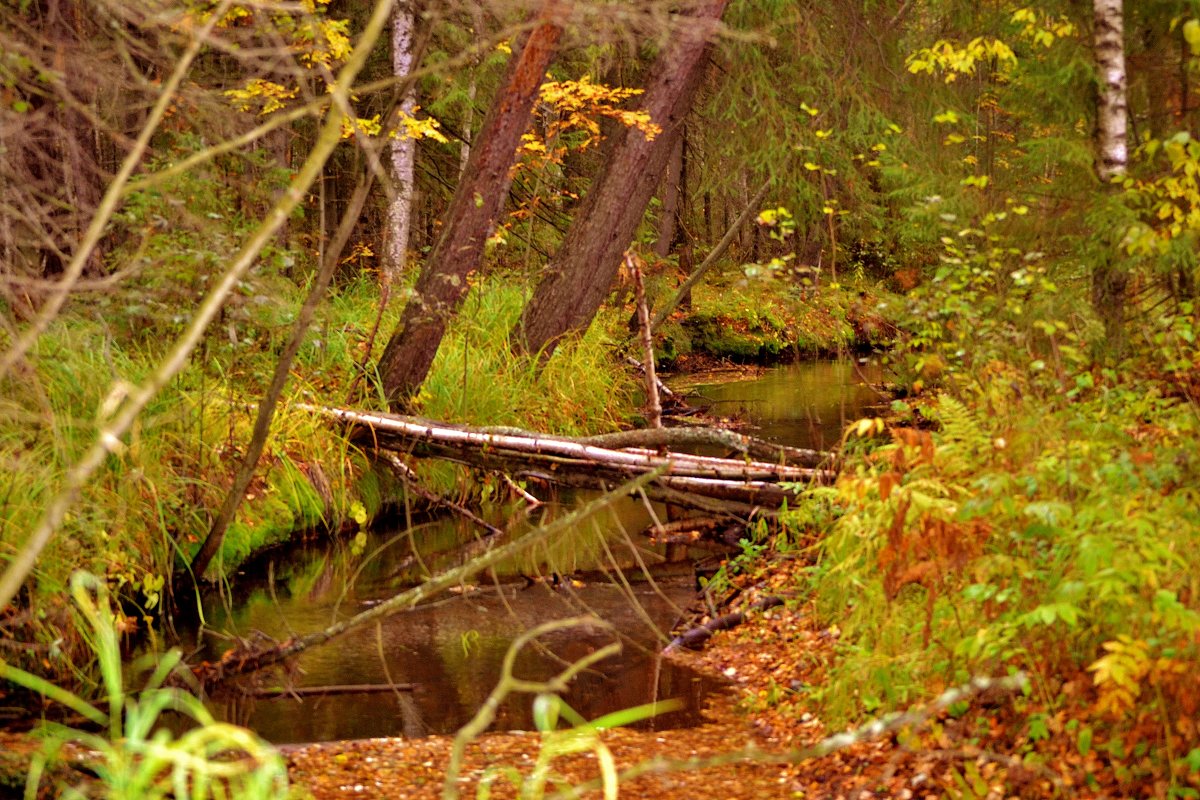 Осень в лесу - Анджелла 