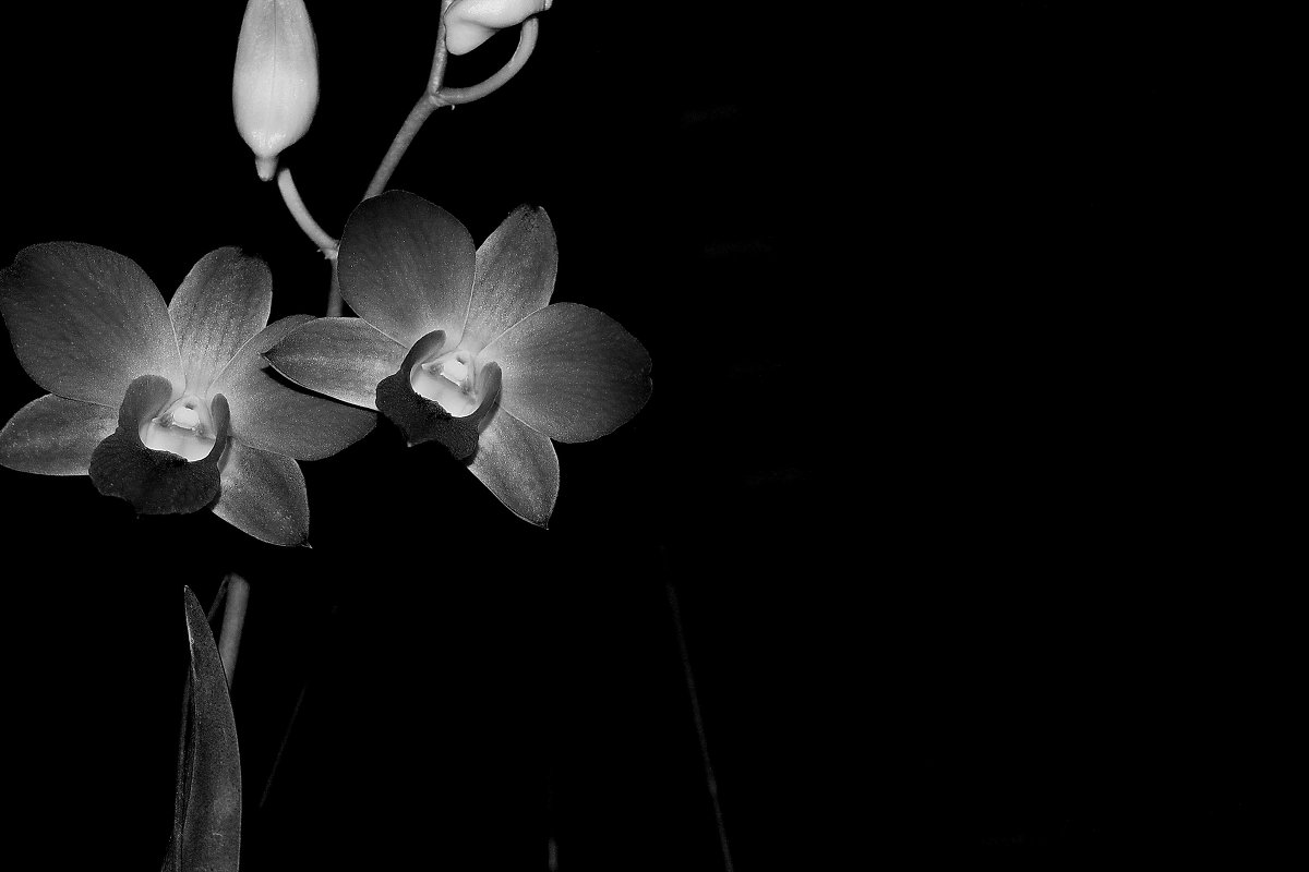 Черно-белая орхидея - Сергей 