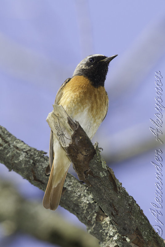 Горихвостка лысушка. Phoenicurus phoenicurus - Александр Аксёнов