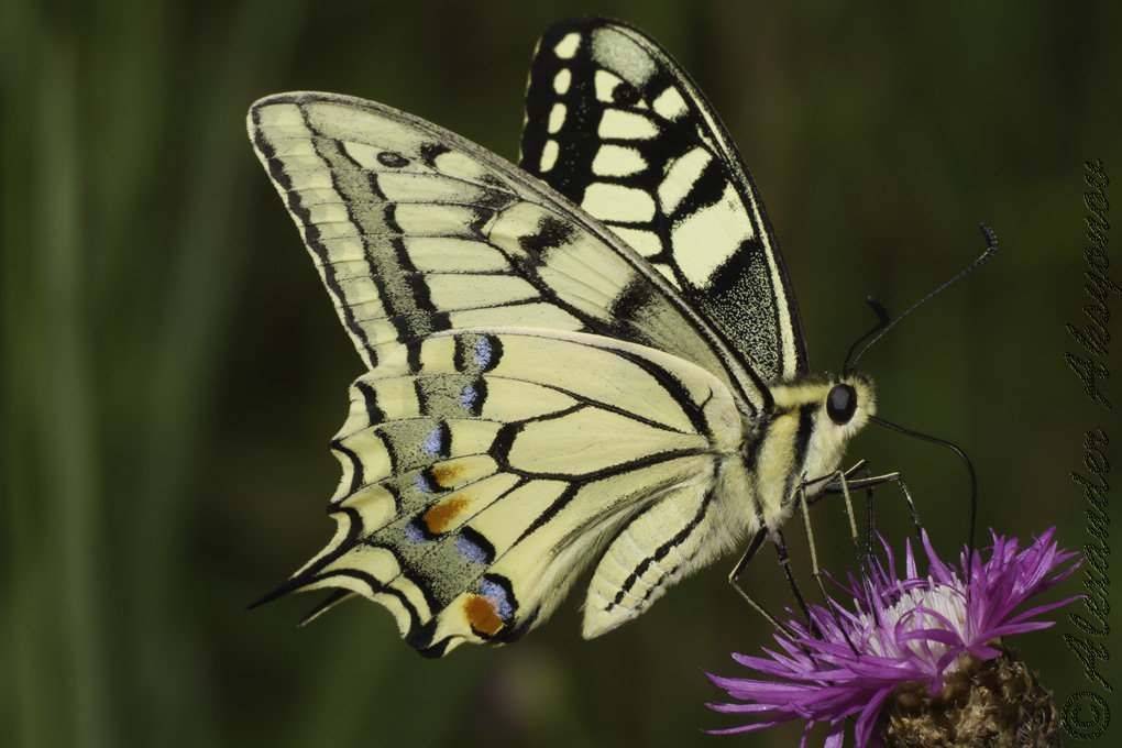 Махаон. Papilio machaon - Александр Аксёнов