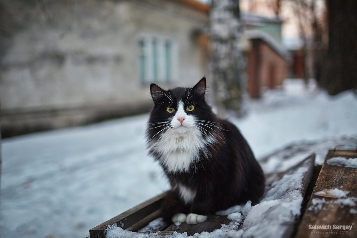 Кот на помойке - Сергей Селевич