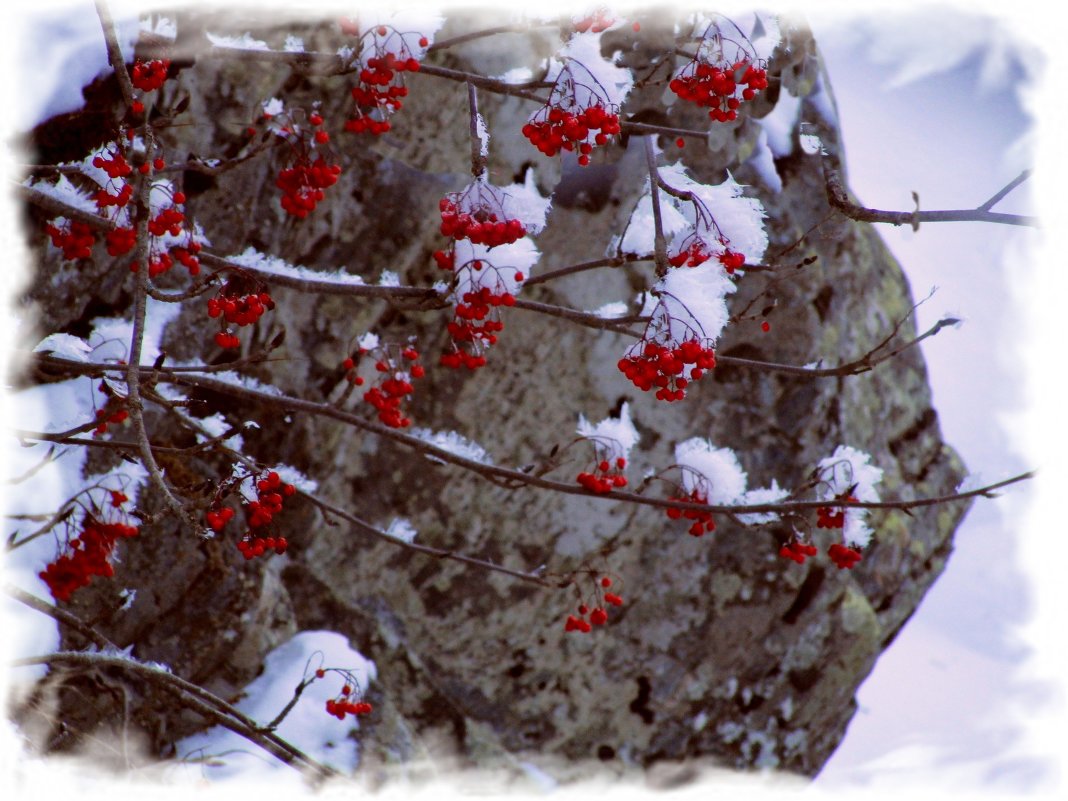 Рябина в снегу - Marina Timoveewa