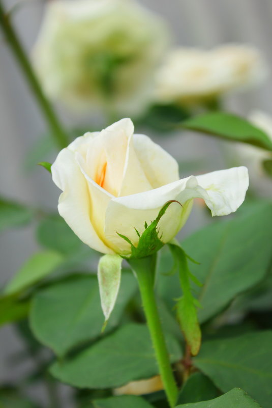 Белая роза - Анна Кухарь