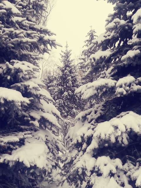 елки в снегу - Таня Новик