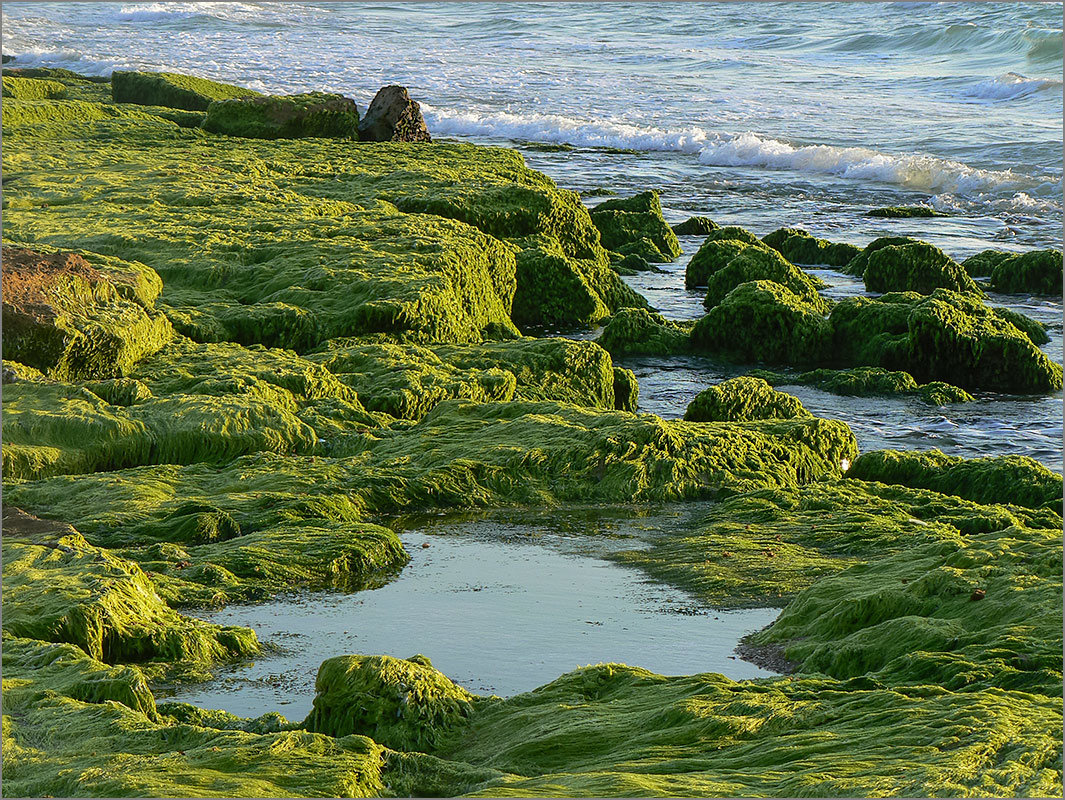 Море и водоросли - Lmark 