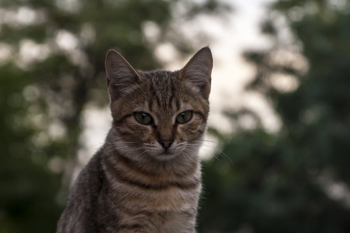 Кот одесский, серьезный - Peiper ///