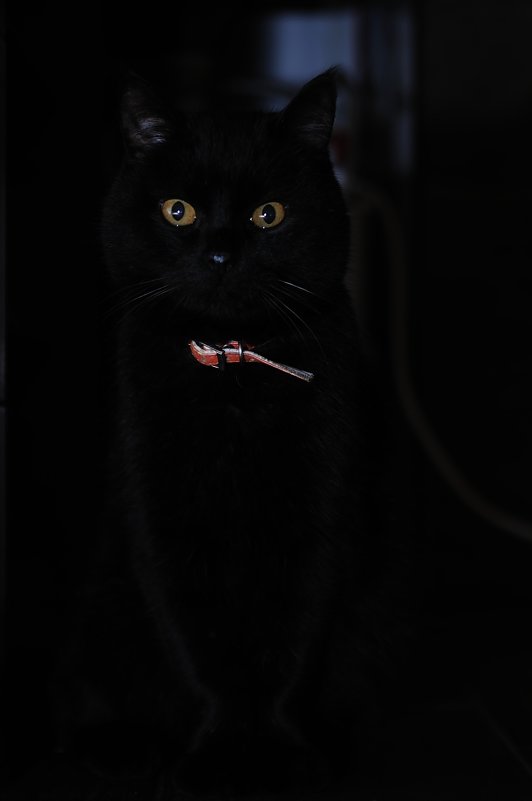 черный кот Тишка - Roman Globa