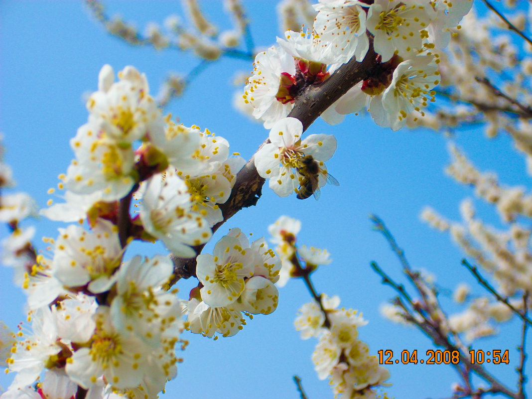 Яблоня цветет - Sergey Savchenko