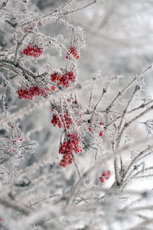 Зимние ягоды - Vladimir Beloglazov