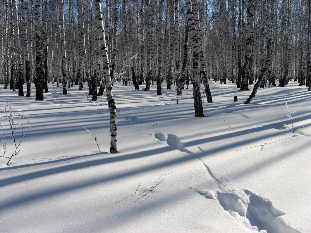 Следы и тени на снегу - Геннадий Ячменев