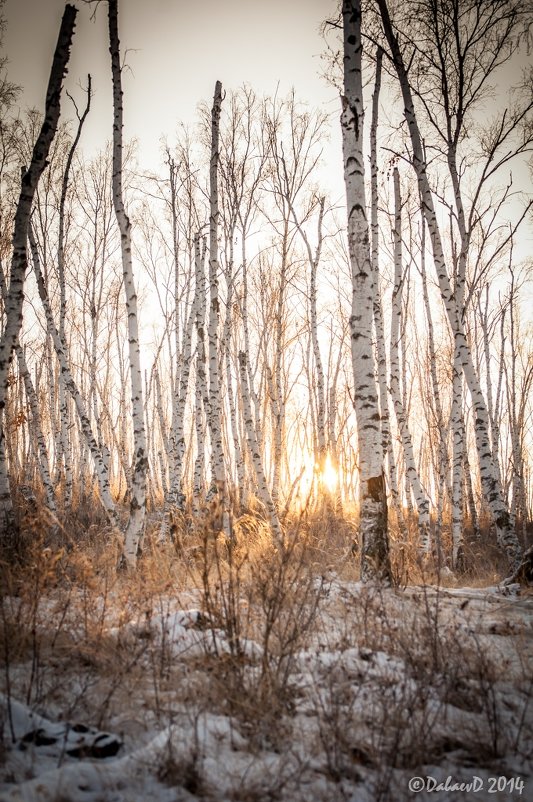Закат в зимнем лесу. 03.12.2014 - Даба Дабаев
