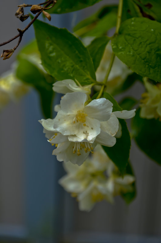 Цветок жасмина - Кот Шредингера