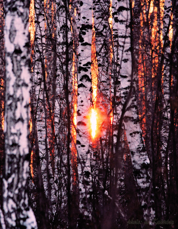 Закат в лесу - Ekaterina Poluektova