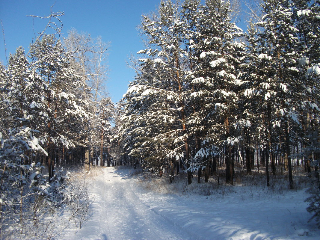 в зимнем лесу - sveta 