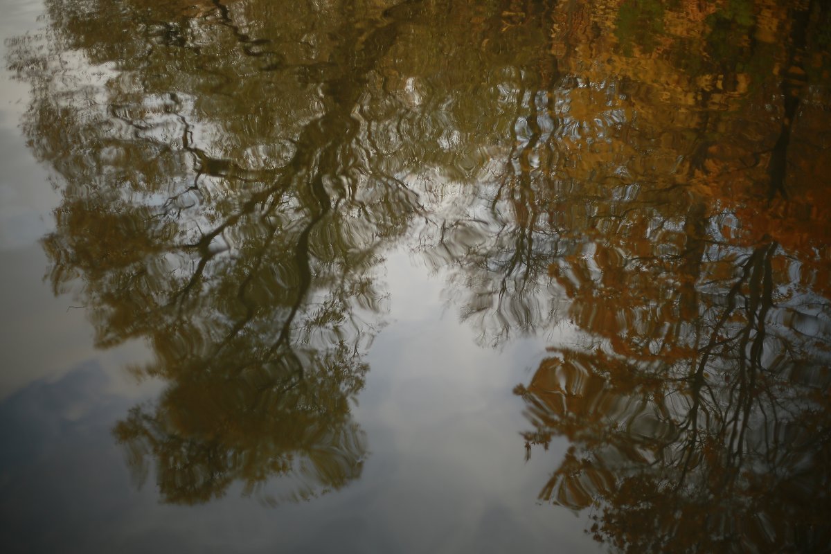 Глаза озера - зеркало души леса - Veronika Chernyshova