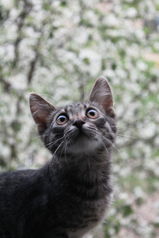 Cat - Max Sukharevsky