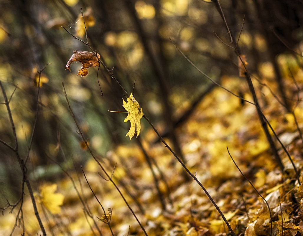 Лёгкость осенних листьев - Алексей Соминский