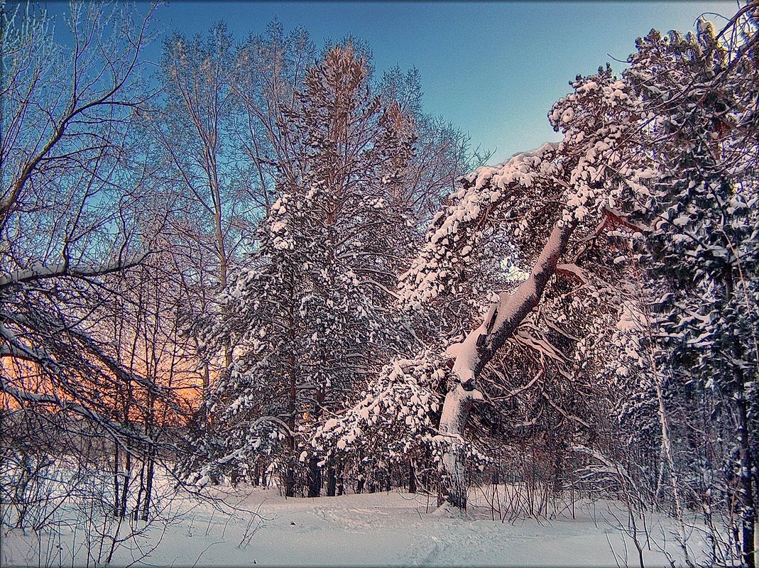 Старая сосна. Вечер - Виктор Четошников