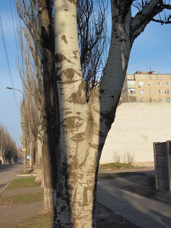 Глазастое дерево - Алла Рыженко