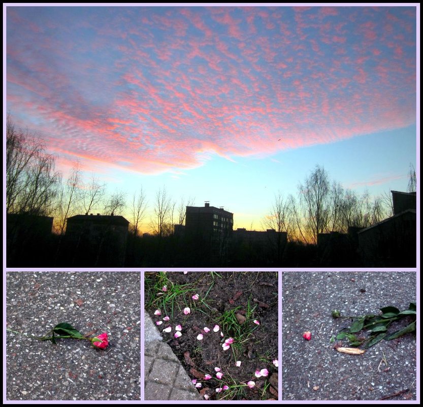 Розовое утро , розы на асфальте ... - Natali 