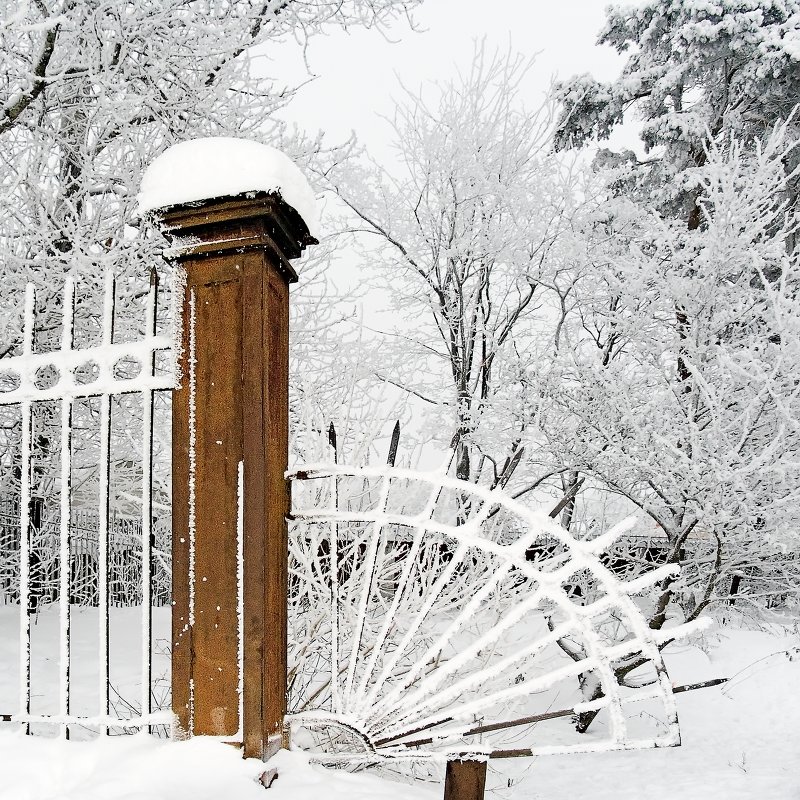 Решетка зимнего сада - Александр Капустин