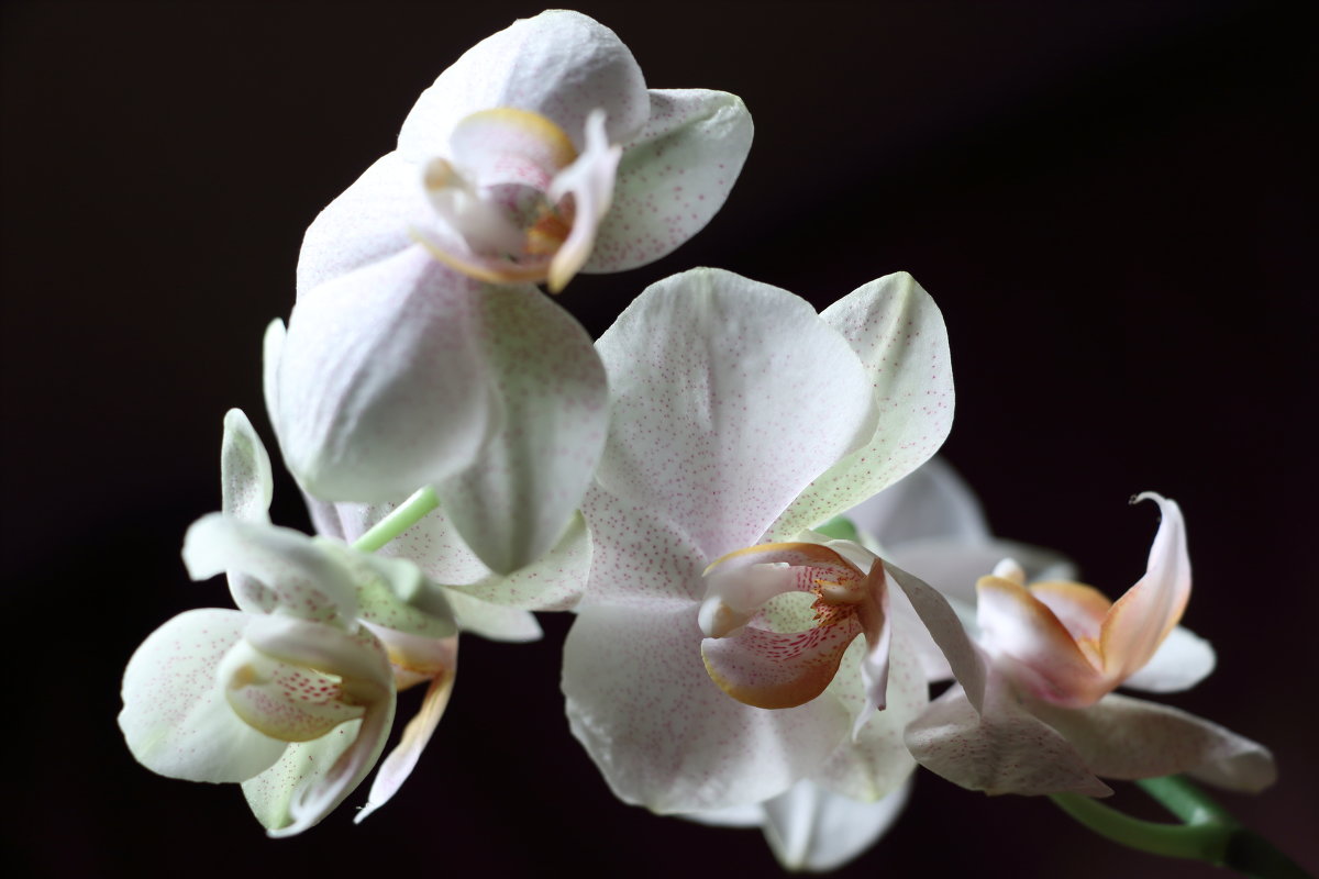 Орхидея - Наталья 