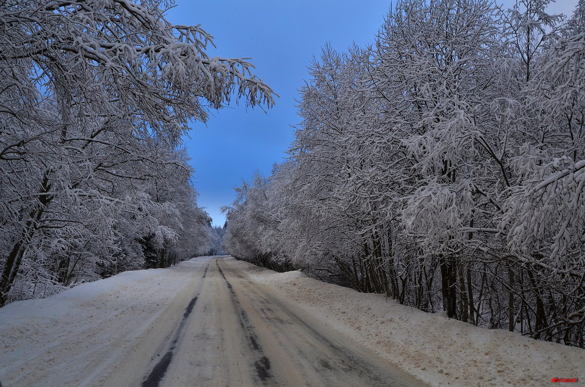 Дорога в зимнем лесу... - Олег .