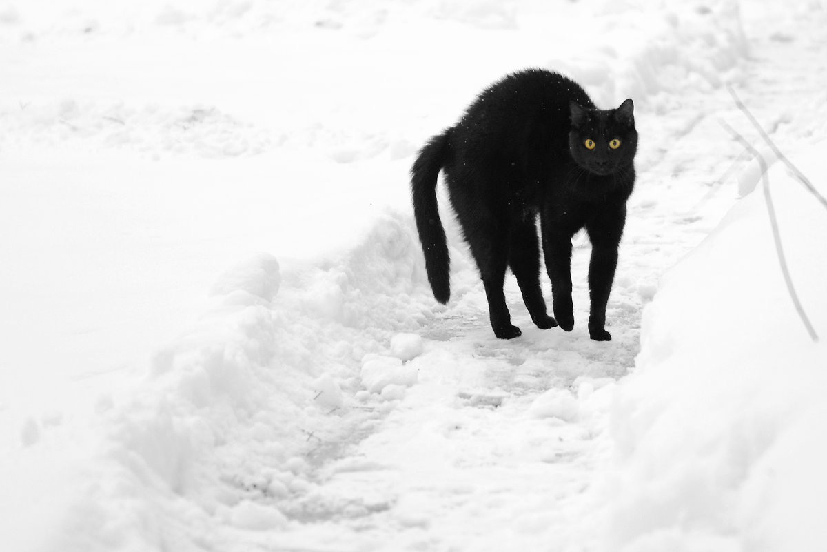 Черная кошка на тропинке - Андрей Лошаков