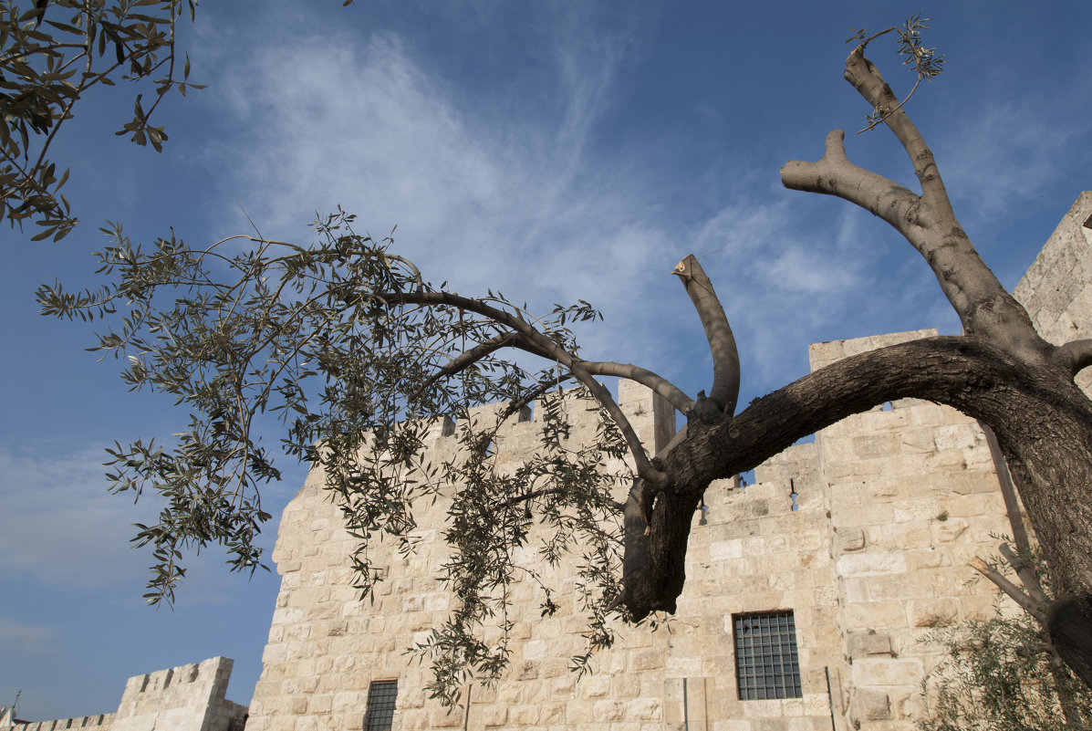 Jerusalem.Vetvi drevneei olivi... - susanna vasershtein