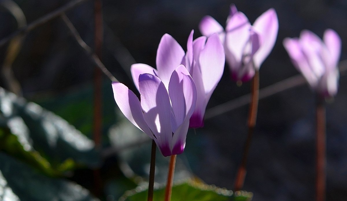 08.01.14 Цветы зимы: Цикламен персидский, или Альпийская фиалка (лат. Cyclamen persicum) - Борис Ржевский