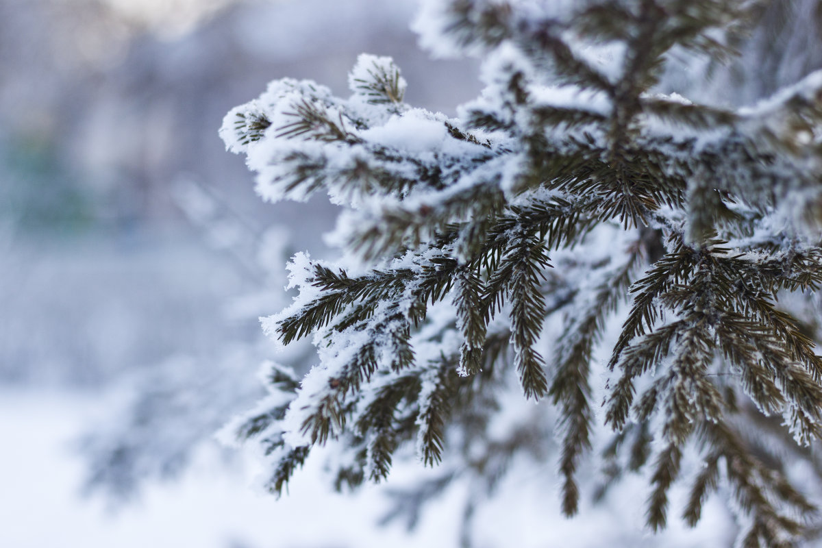 Ветка ели в снегу - Анна Павлова