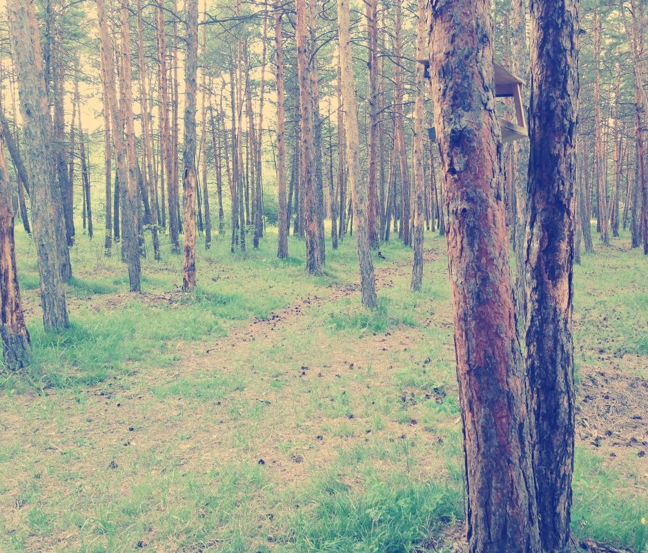 в лесу - Сардаана Гоголева