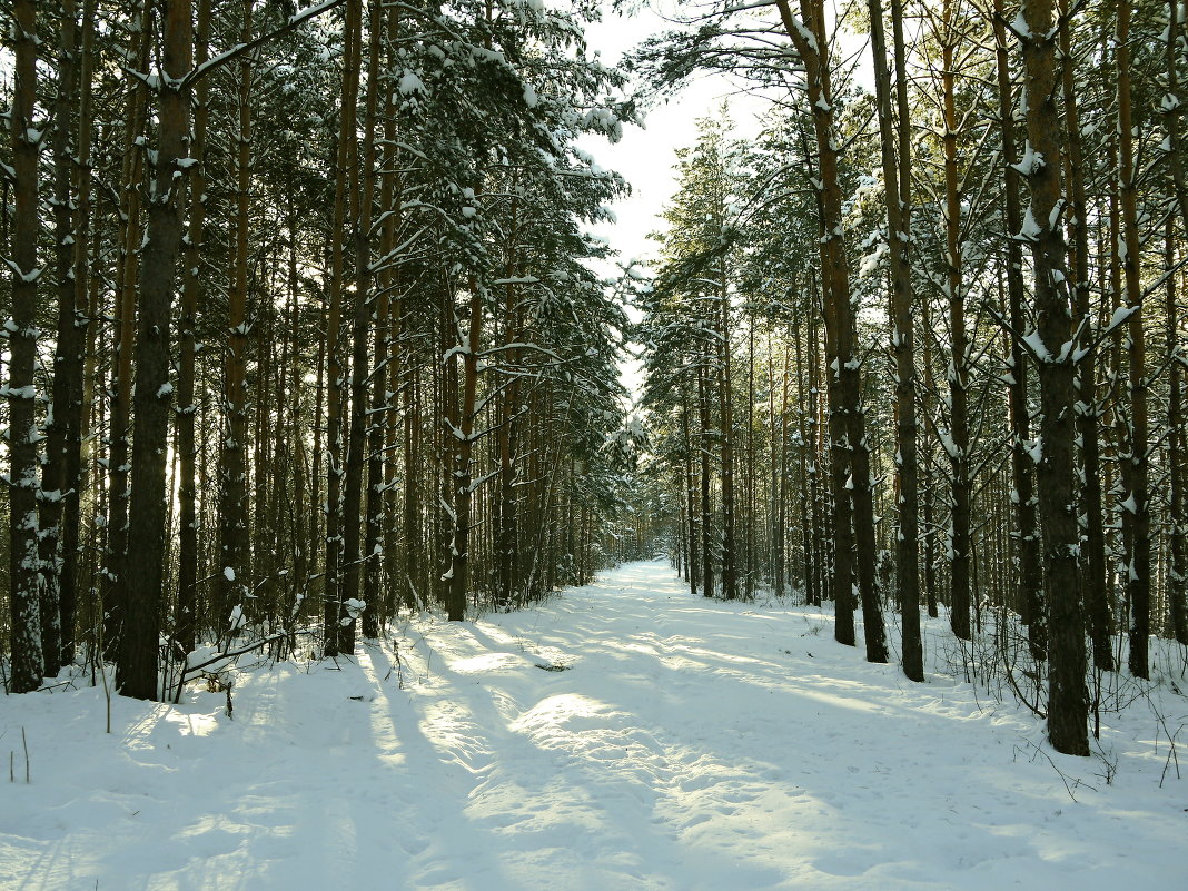 Зимний лес - Сергей Бурнышев