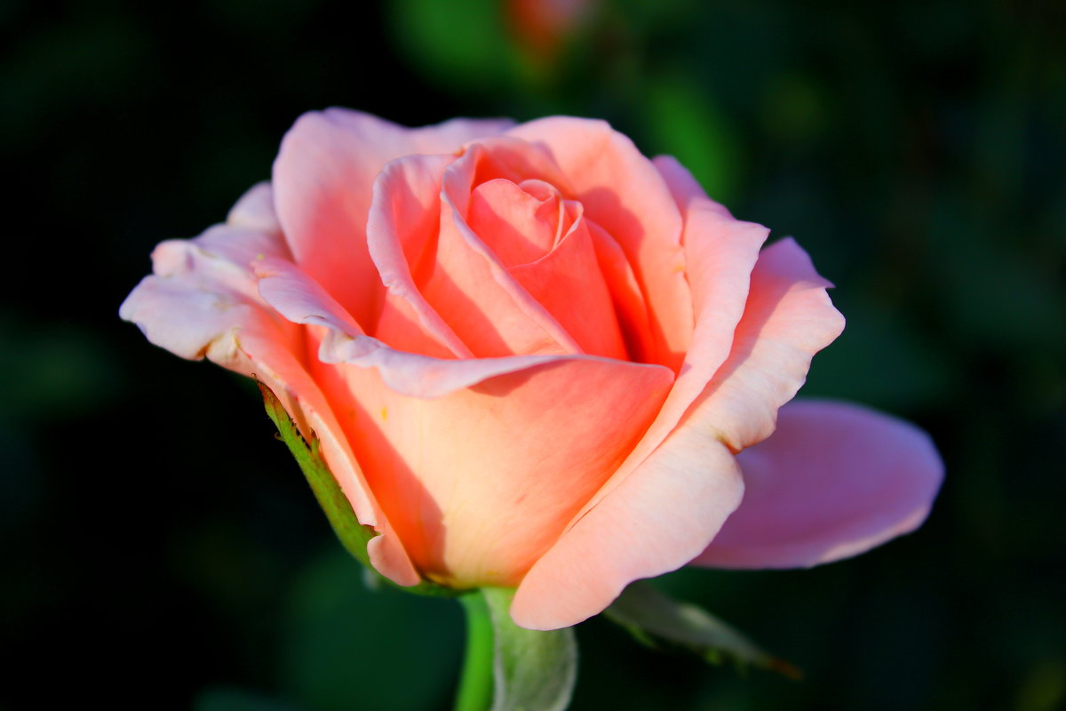 Розовая роза - Анна Кухарь