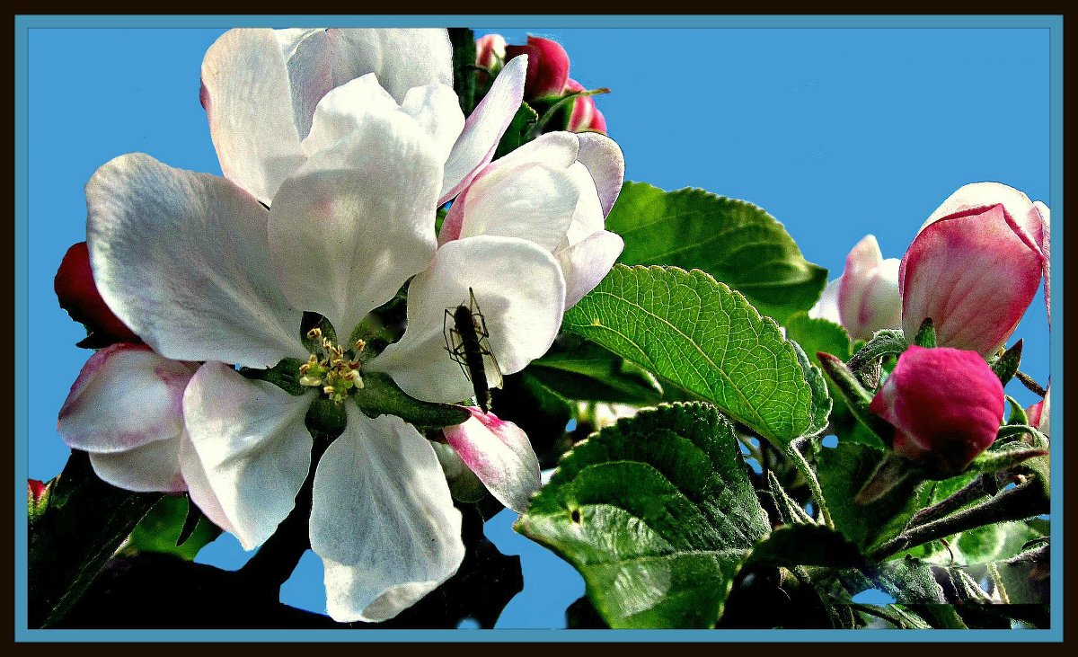 Цветы яблони - Владимир Хатмулин
