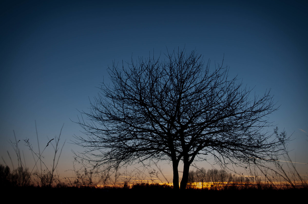 Про дерево и закат - Roman Globa