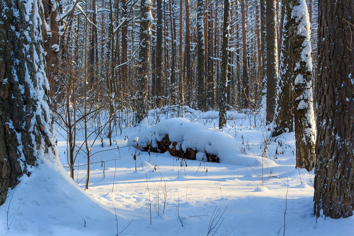 В лесу зимой - Виктор Ковчин