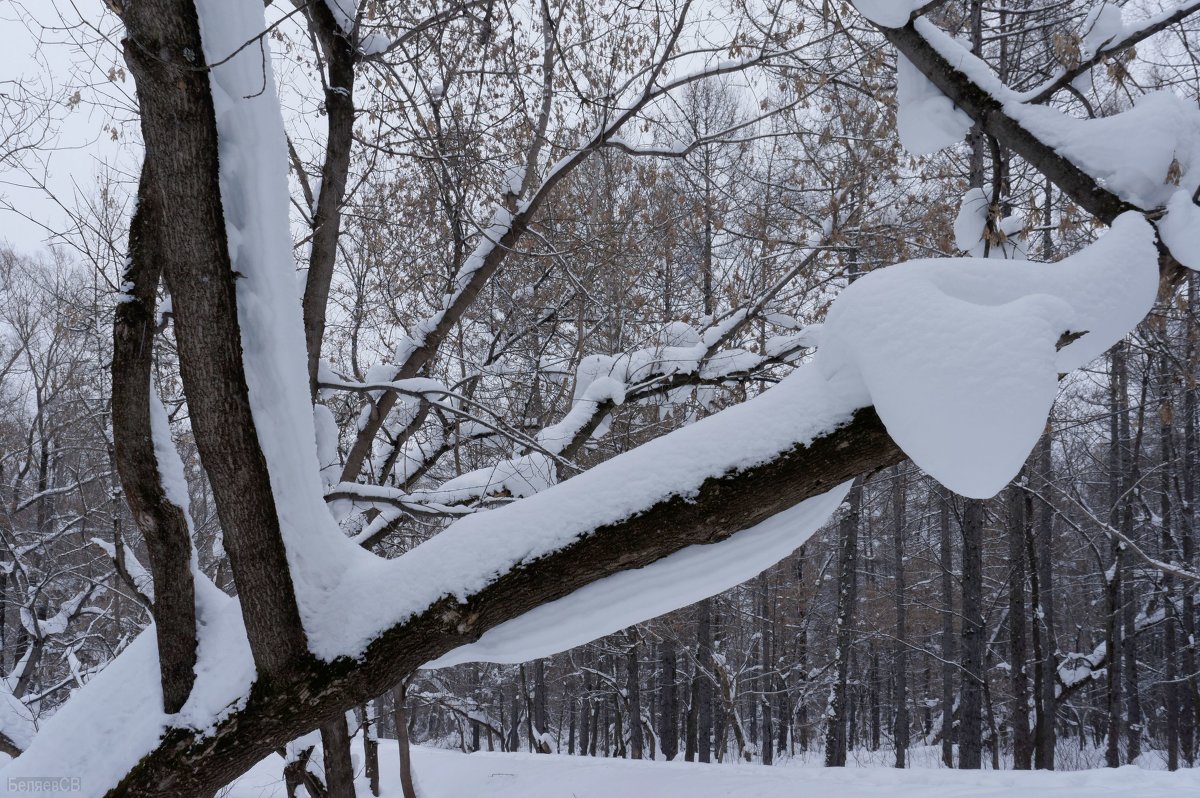 Гнездо - Сергей Беляев