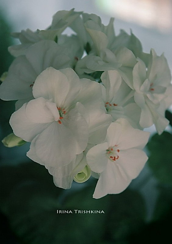 цветы - Irina-CITY Trishkina