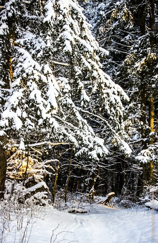 Зимний лес-в снегу деревья. - Dmitri_Krzhechkovski Кржечковски