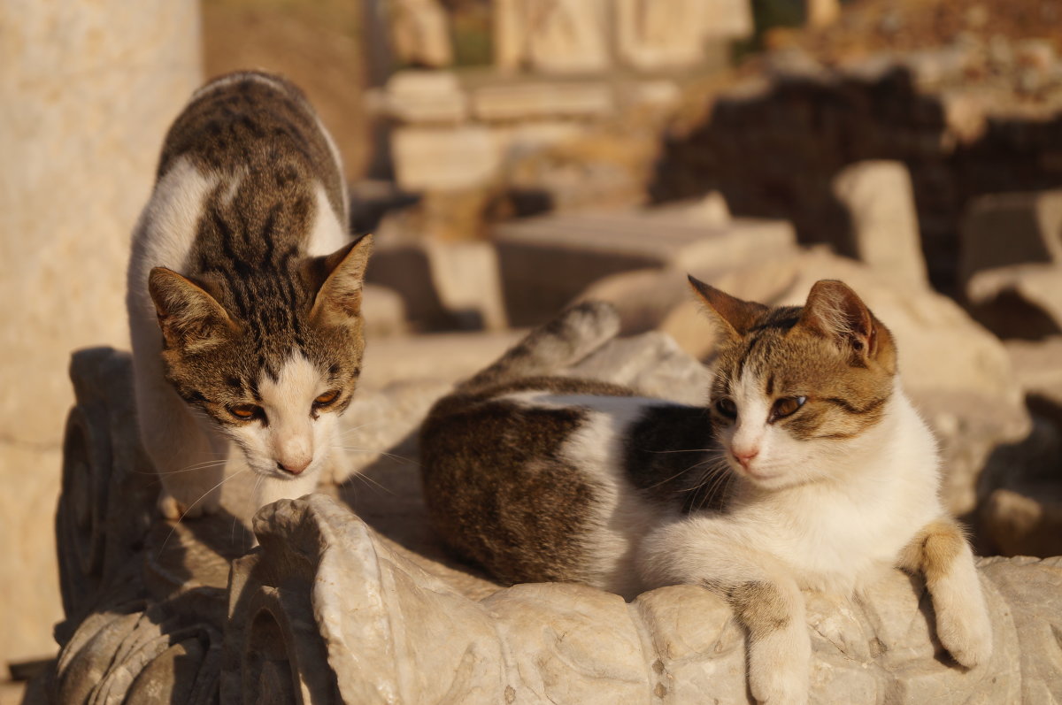 Cats from ancient Efes - Alice Freeze 