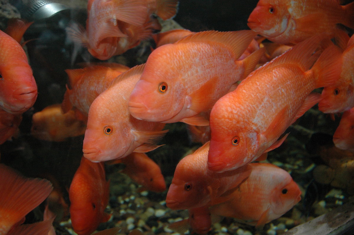 рыбки - Litana *