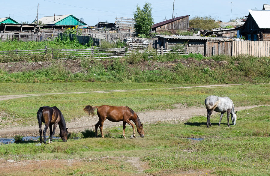 Ходят кони по деревне! - Дмитрий Каблов