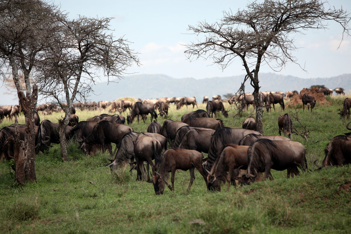 Непреодолимое движение антилоп гну по Африке - Геннадий Мельников