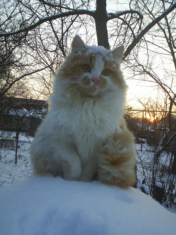 Зимний кот - top cat
